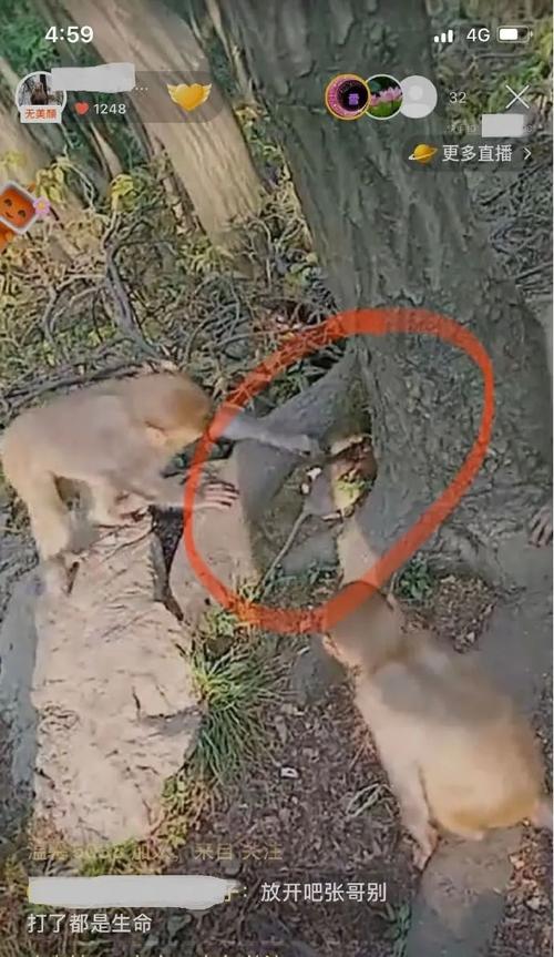 新澳门开奖记录新纪录和车钥匙逗猴被猴抢走与猴子车钥匙
