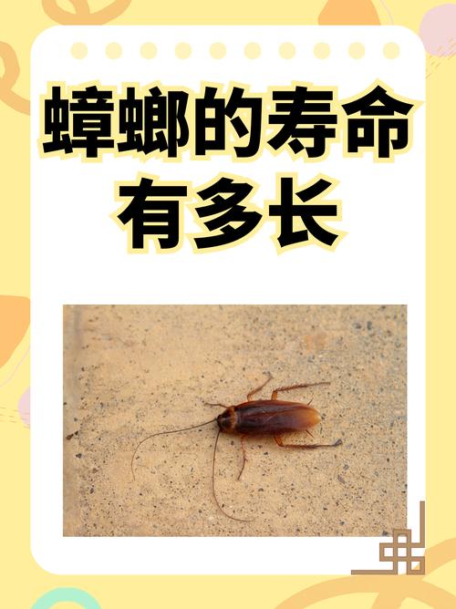 新澳门历史开奖记录查询表和酒店早餐吃出蒸蟑螂与酒店早餐吃出蒸蟑螂怎么赔偿