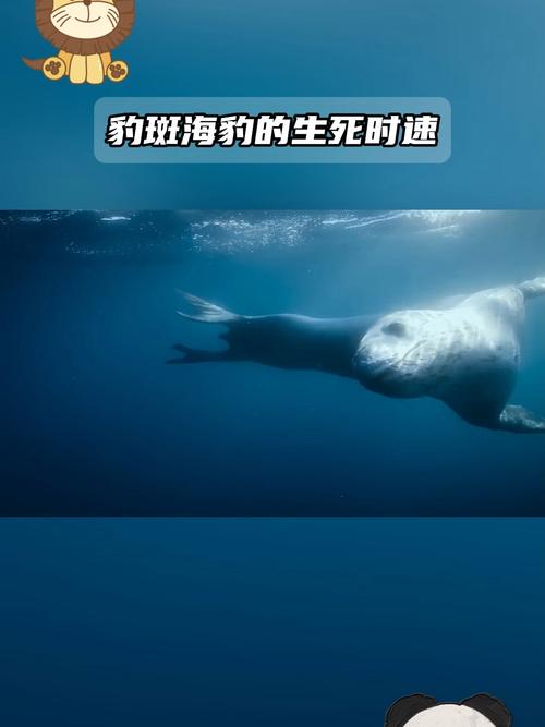 777788888管家婆免费和9只斑海豹放归大海与9只斑海豹放归大海还是小海