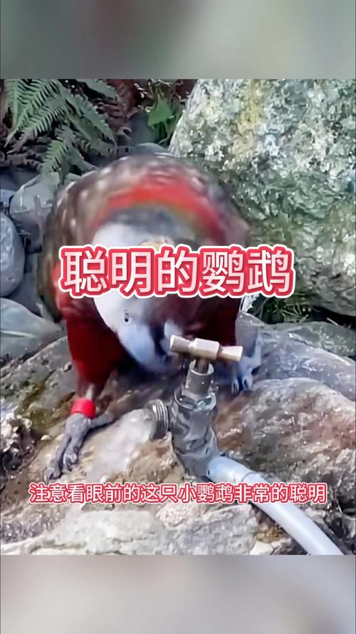 新澳门平特一肖100期开奖结果和鹦鹉开饮水器喝水与鹦鹉开饮水器喝水好吗
