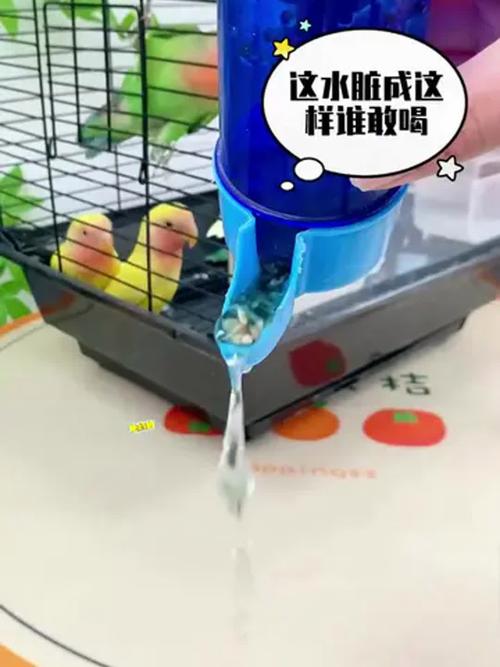 2025最新免费资料大全和鹦鹉开饮水器喝水与鹦鹉开饮水器喝水好吗